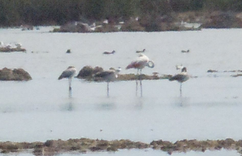 Fenicotteri rosa a distanza